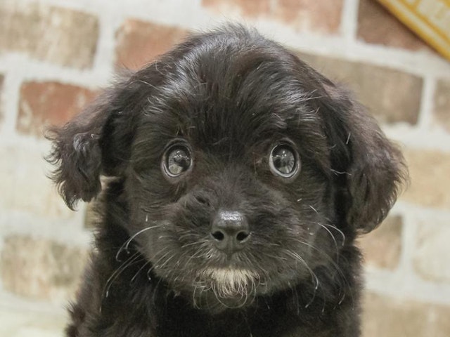 福岡県のハーフ犬・ミックス犬 (ペッツワン福岡新宮店/2024年7月27日生まれ/男の子/ブラック)の子犬